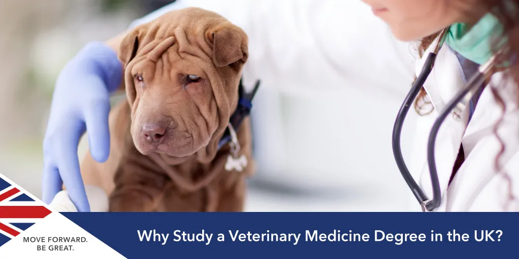 why study veterinary medicine uk